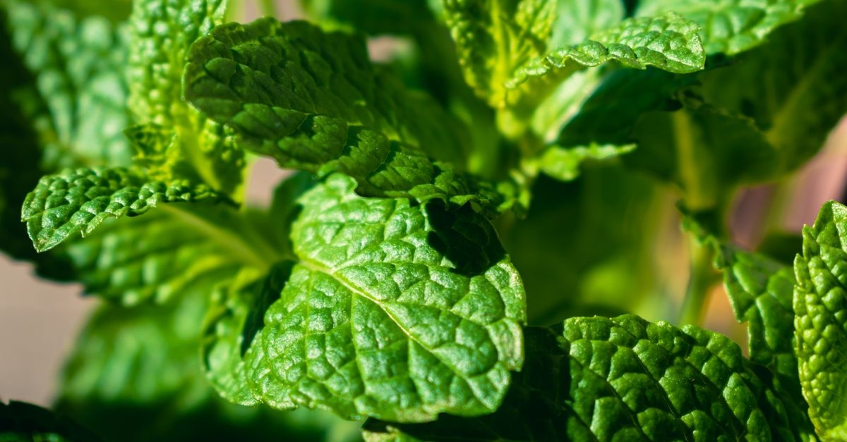 Frische Minze im Topf: So bleibt sie üppig, aromatisch und gesund
