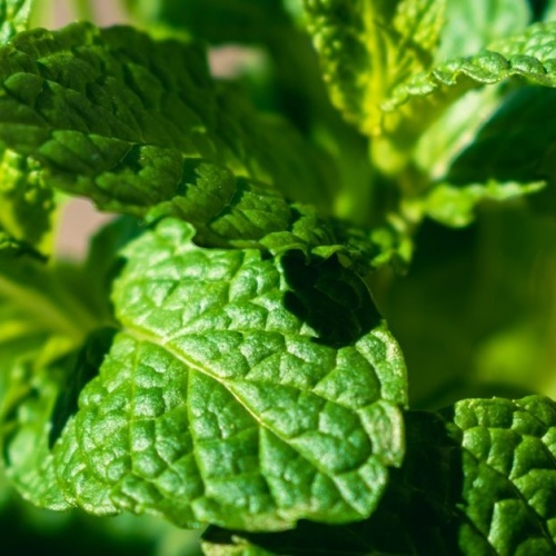 Frische Minze im Topf: So bleibt sie üppig, aromatisch und gesund