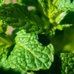 Frische Minze im Topf: So bleibt sie üppig, aromatisch und gesund